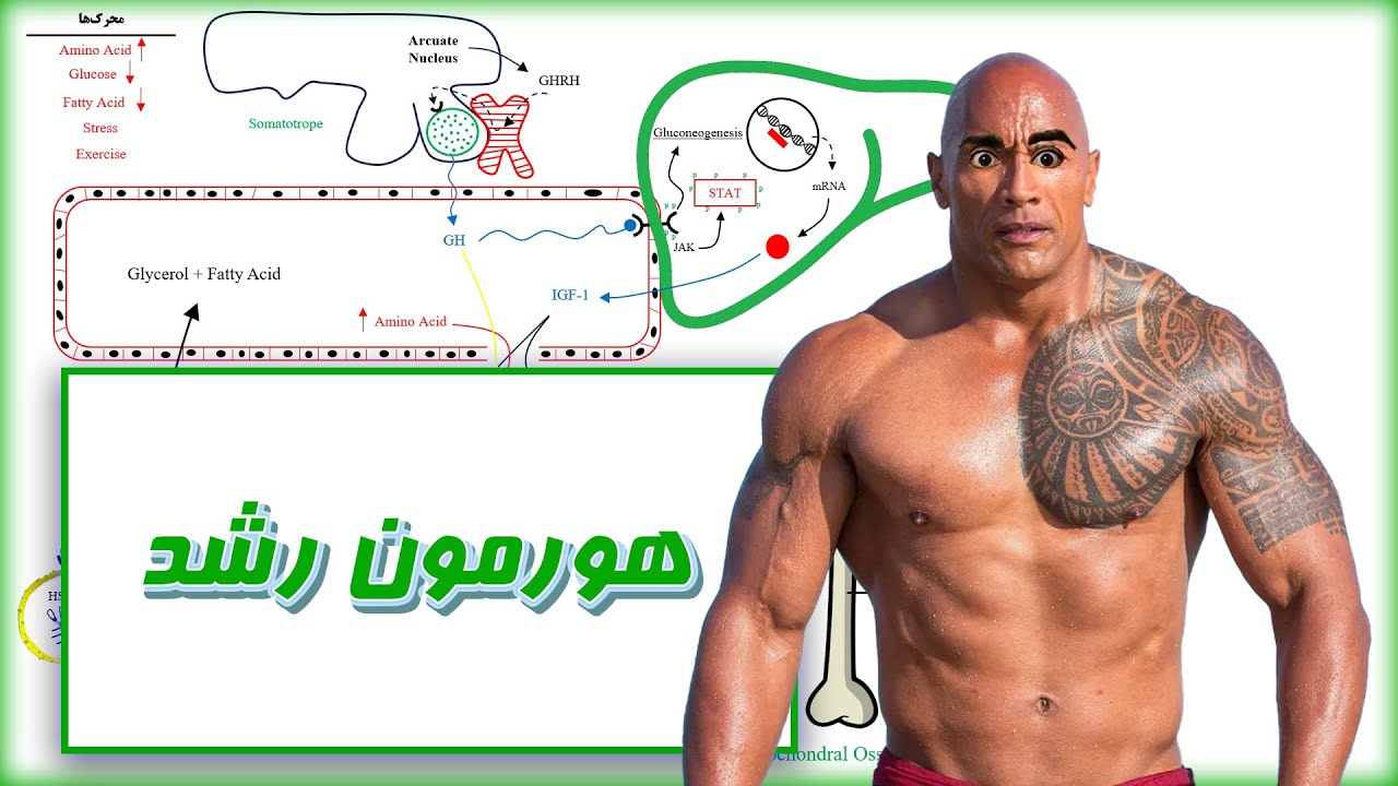 هورمون رشد در بیوشیمی / بیوشیمی و متابولیسم انسان و ورزش / Growth Hormone