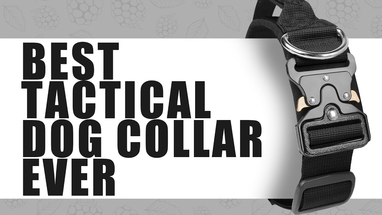 Heavy-Duty Tactical Dog Collar with Handle | Custom Training & Metal Buckle Pet Collar