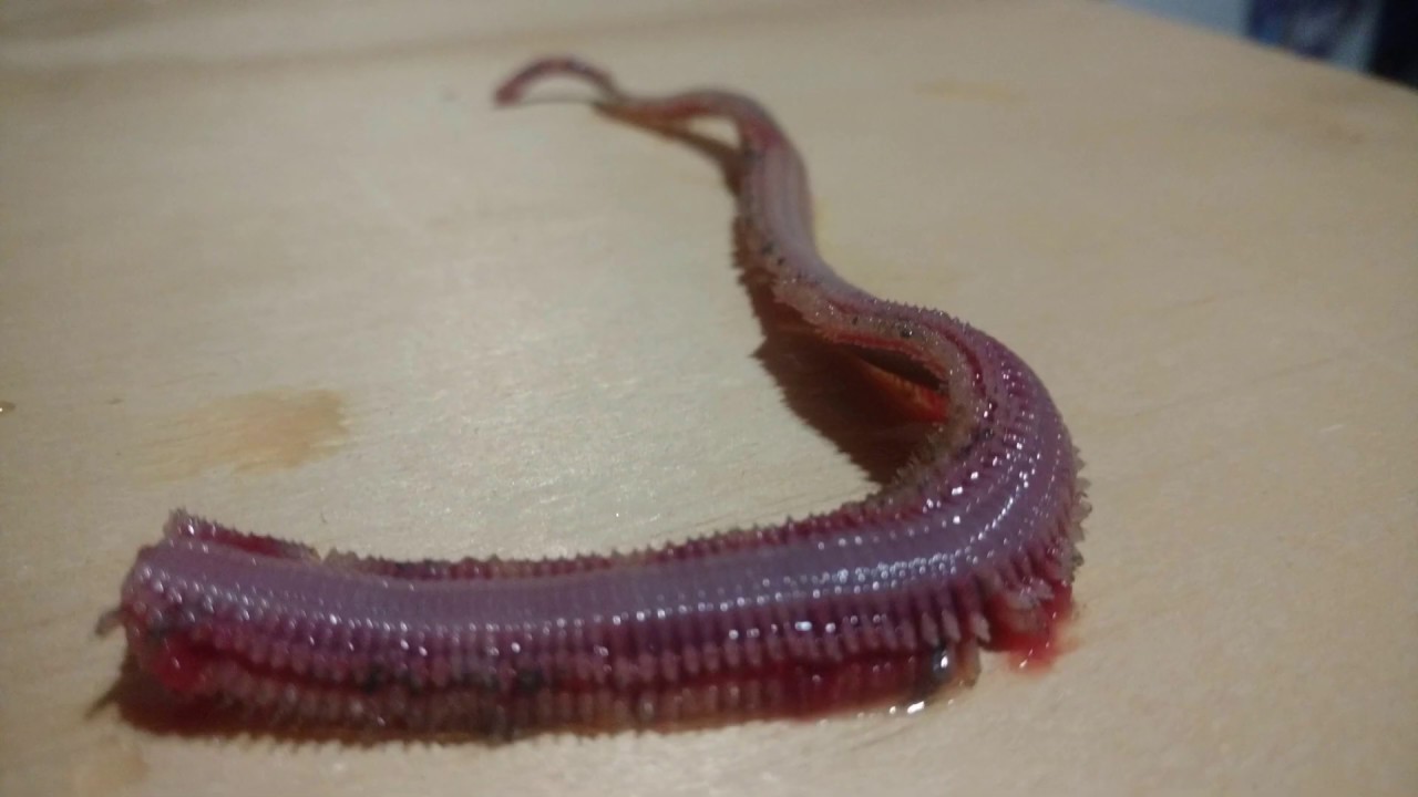 lombrices de mar, como sacar las