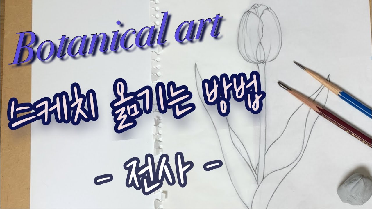 보태니컬 아트 스케치를 깨끗하게 옮기는 방법/전사하기/Botanical Art sketch