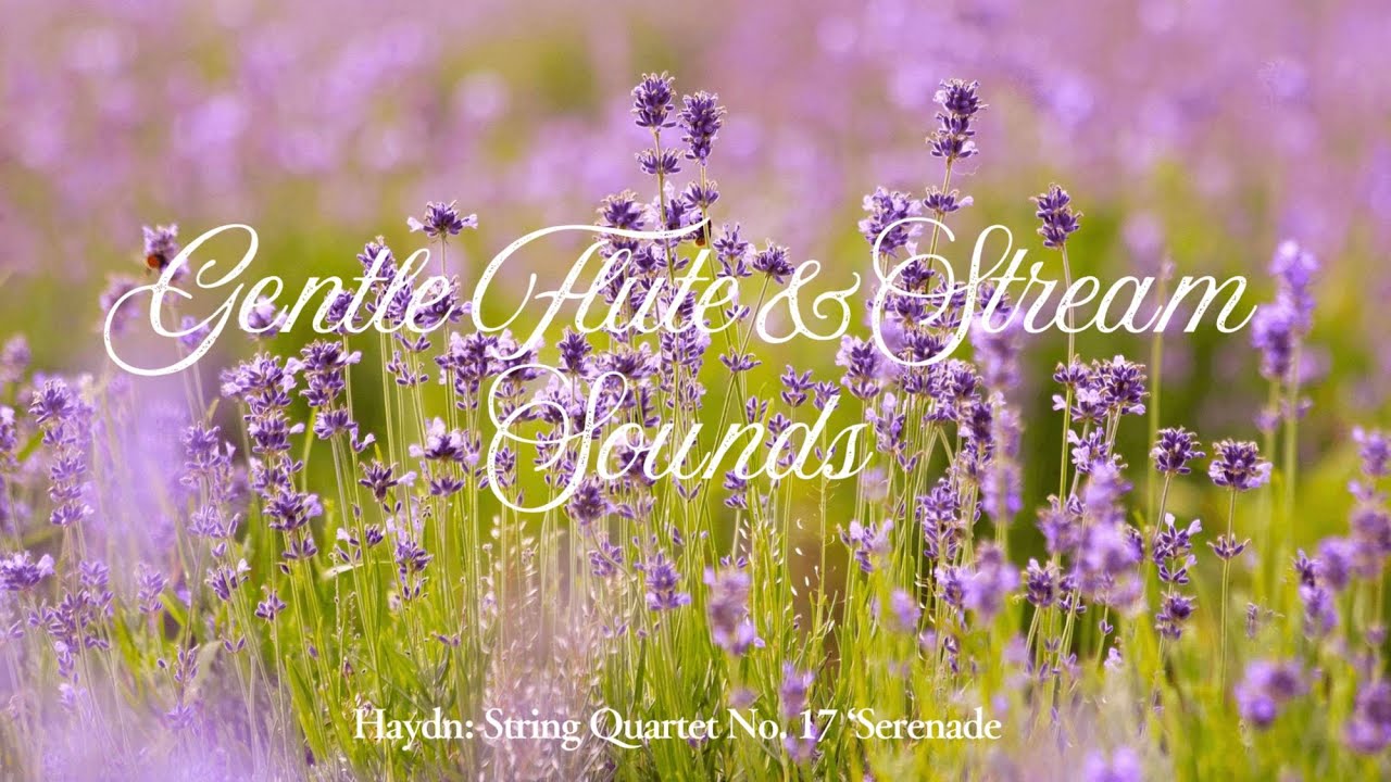 1 Hour Relaxing Flute Music with River Sounds | Haydn: Serenade