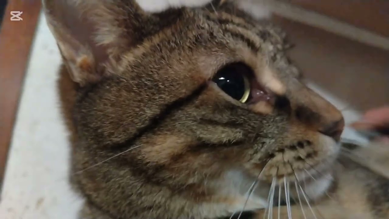 子猫成長日記992　これは保護猫のドキュメンタリー動画です(笑)　クソ(笑)まーちゃんに背中を向けたら襲われた(笑)　ヤキモチ妬きNo.1だな(笑)　そろそろ爪切るか‥