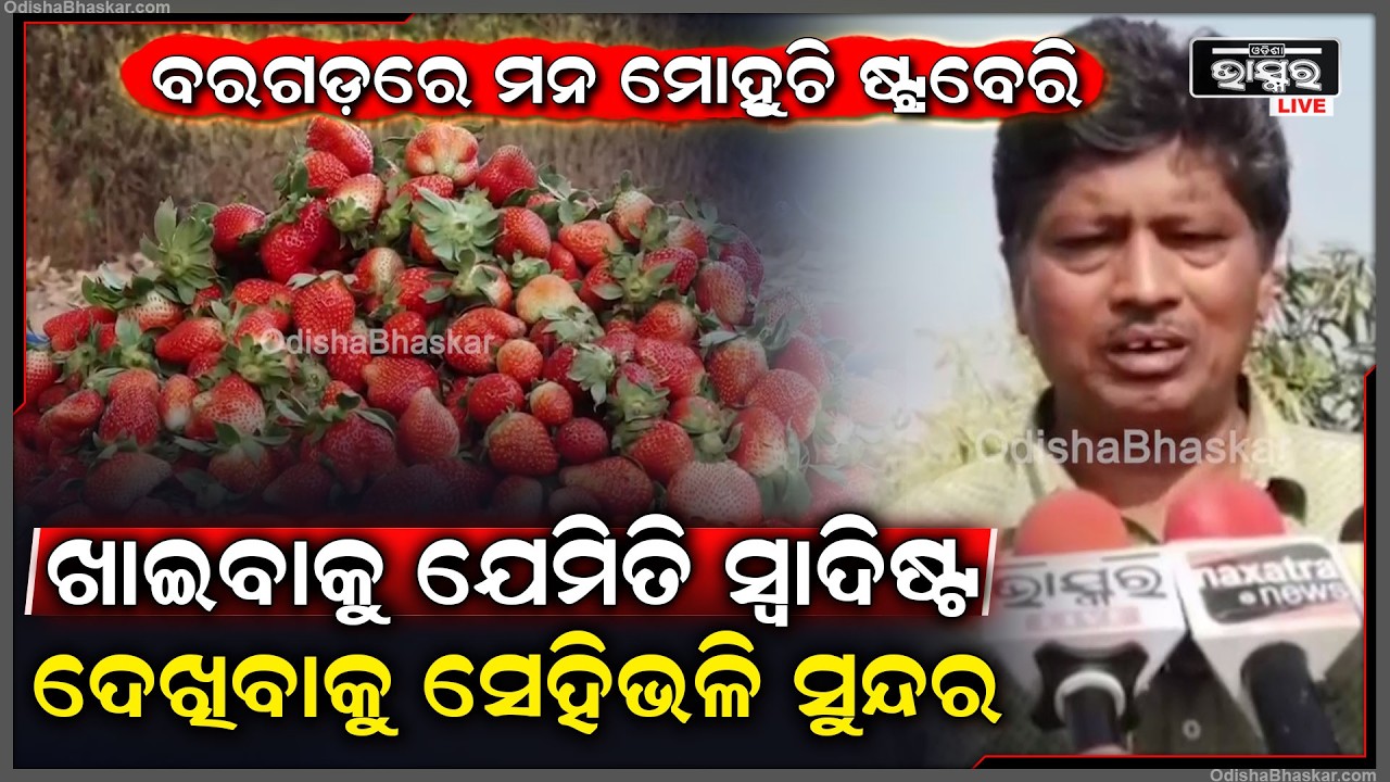 ବରଗଡ଼ରେ ମନ ମୋହୁଚି ଷ୍ଟ୍ରବେରି...ଖାଇବାକୁ ଯେମିତି ସ୍ଵାଦିଷ୍ଟ...ଦେଖିବାକୁ ସେହିଭଳି ସୁନ୍ଦର...