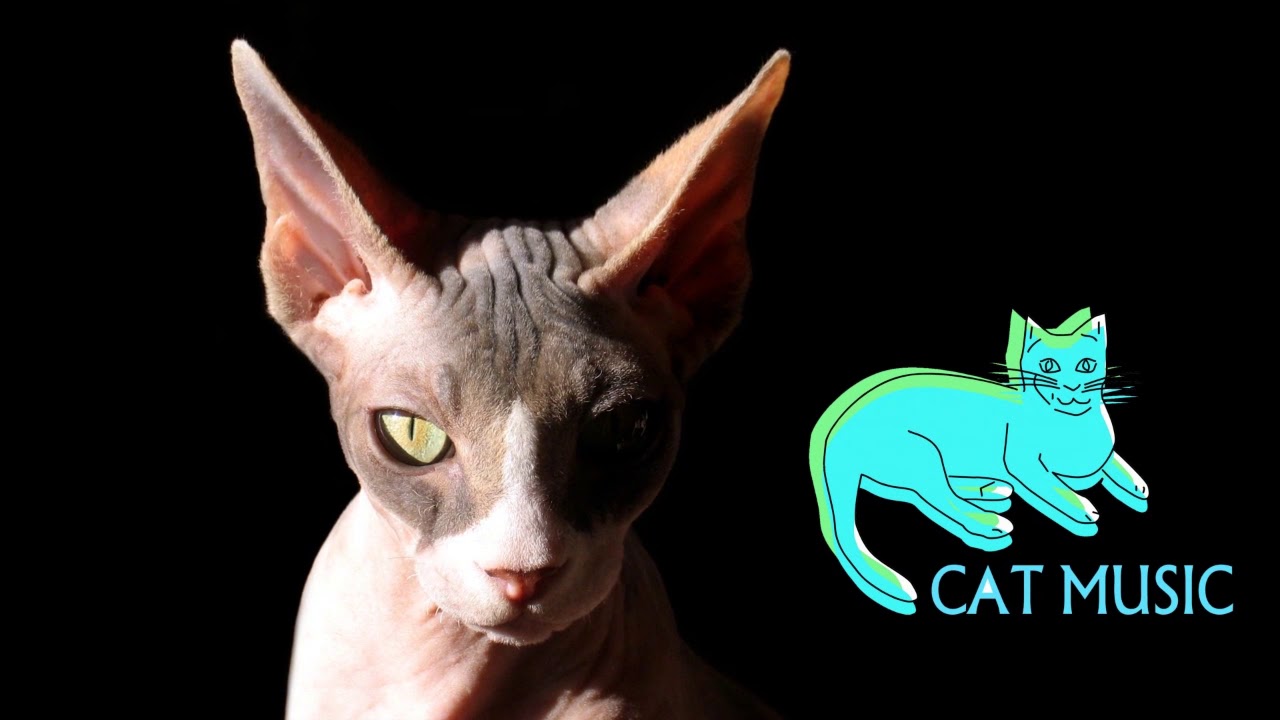 BASS BOOSTED MIX 2019 🔥 CAT MUSIC MIX 2019 🔥BEST EDM