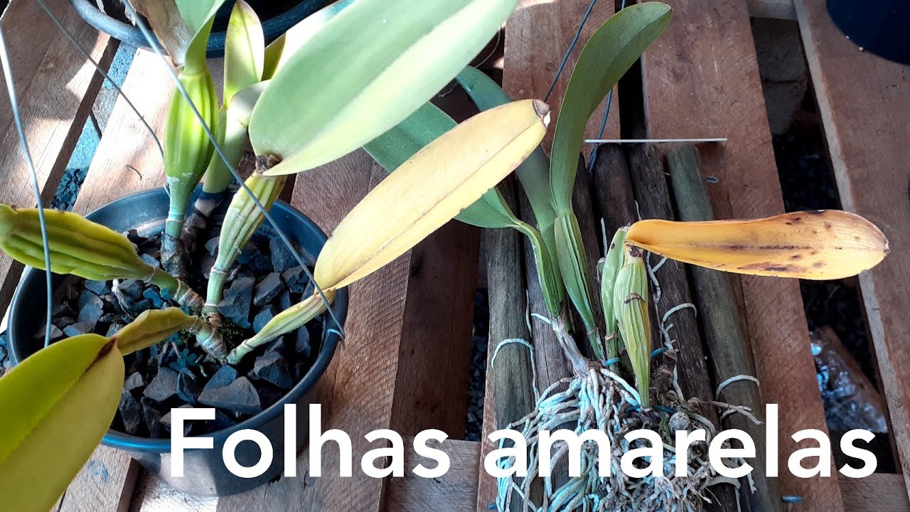 Orquídeas com folhas amarelas O que fazer ?