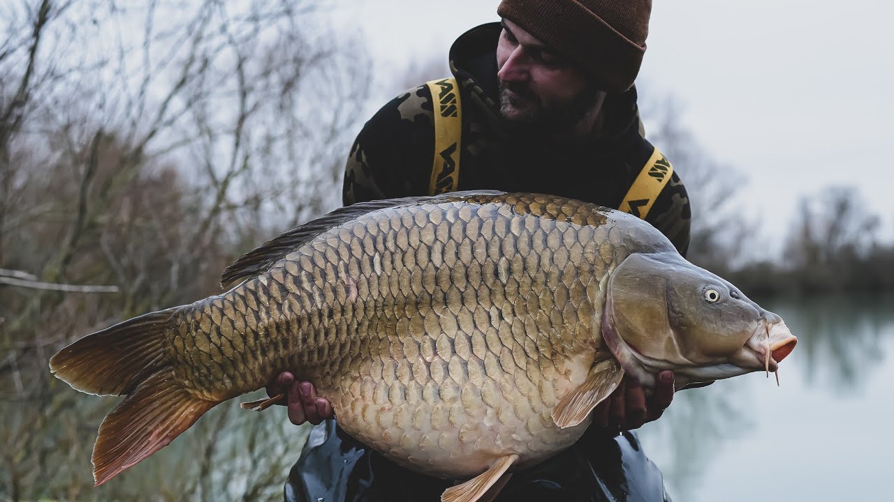 Zimowa kampania ciąg dalszy  dwa karpie +20kg i piękny lampas