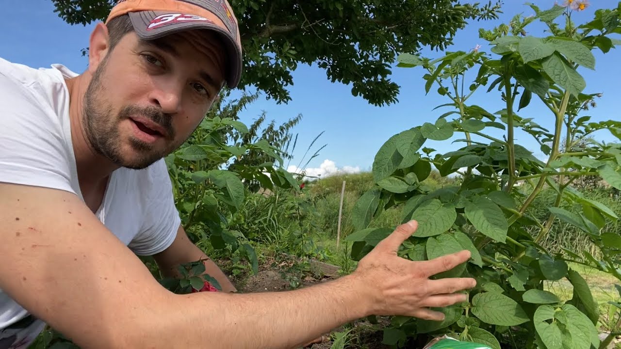 De Belangrijkste Bodemverbeteraars en hun Rol in een Gezonde Bodem