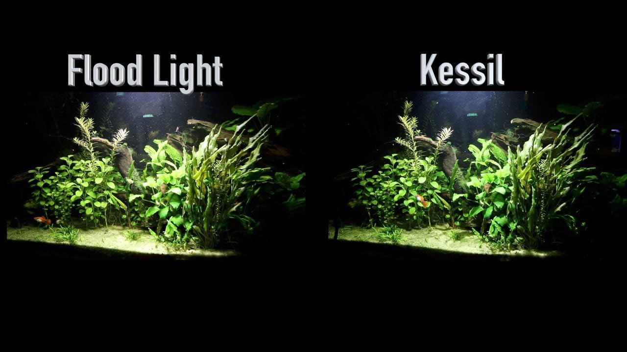 Kessil VS Flood Light