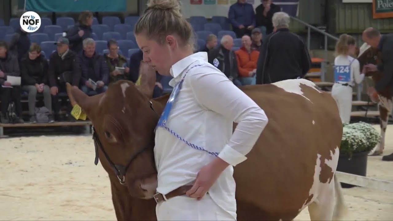 Meerdere koeien in Fryslân gestorven door blauwtong: minder deelnemers veekeuring
