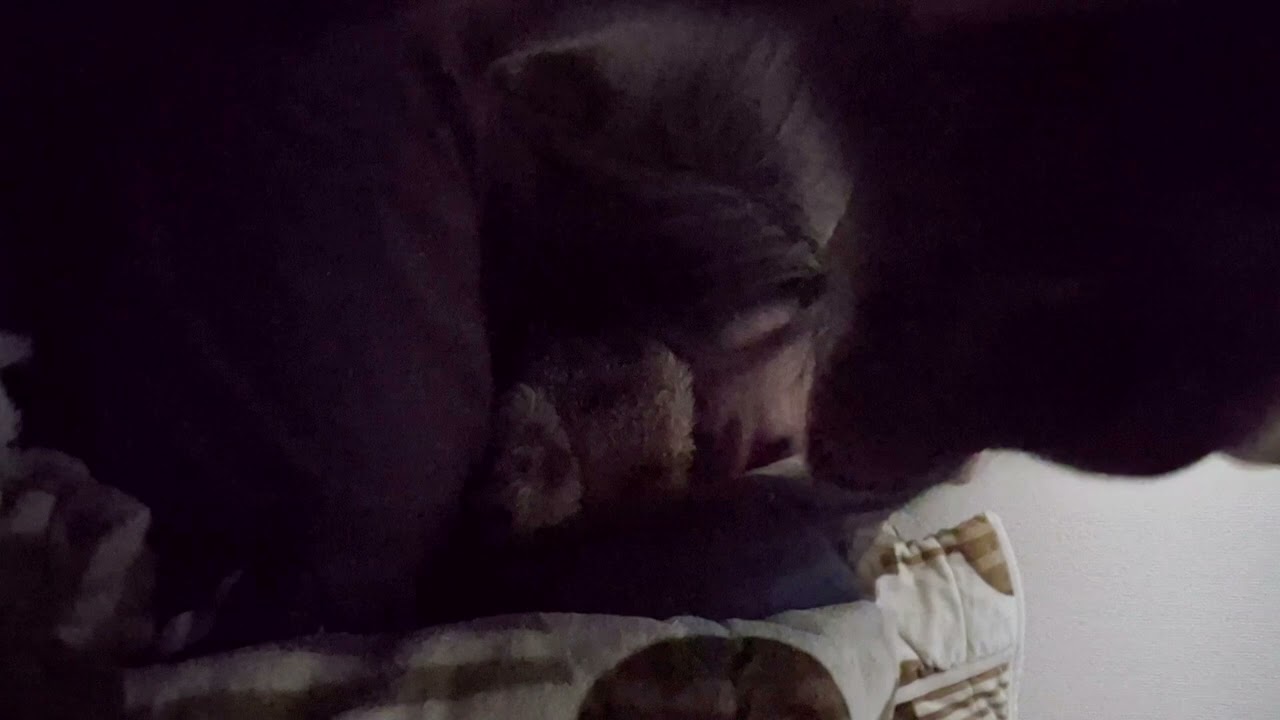 起きたくない飼い主ＶＳ起こしたいちょこ🐱ᩚ