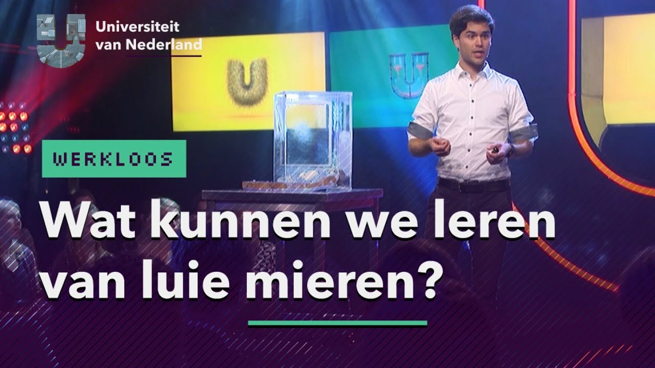 Wat kunnen we leren van luie mieren? | WERKLOOS