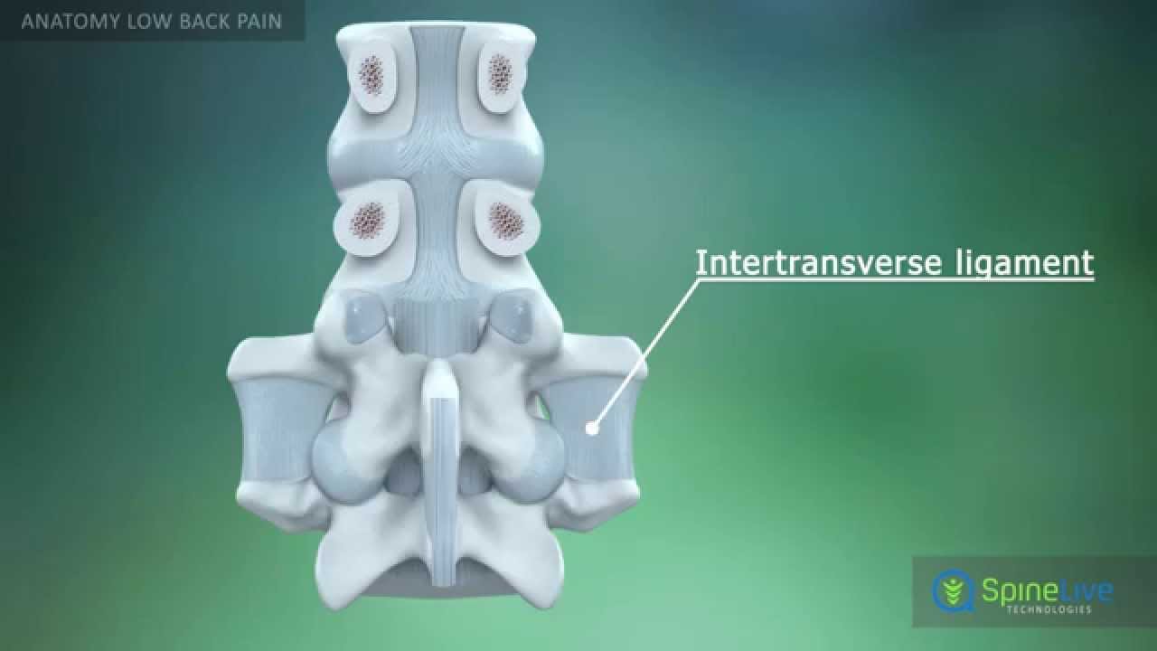 Low Back Pain Anatomy