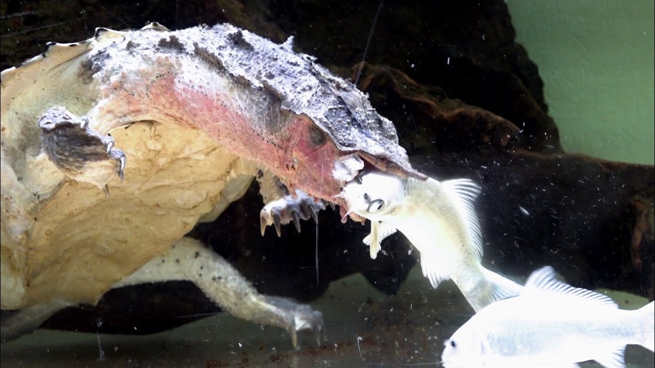 生きたコイを捕食する巨大マタマタ