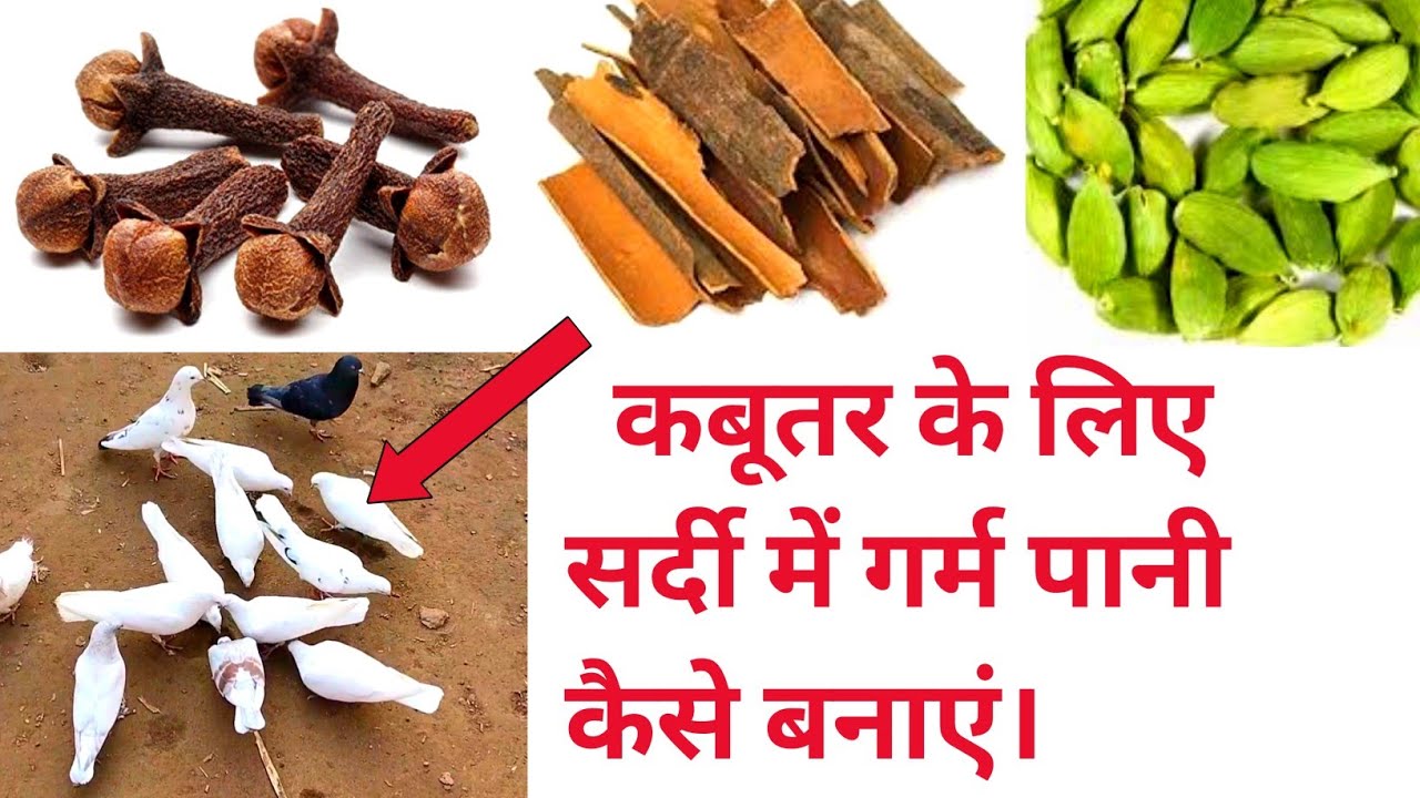 कबूतरों के लिए सर्दी में गर्म पानी । सर्दी में कबूतर को ठंड से बचाने का फार्मूला। #kabootar #Foji #
