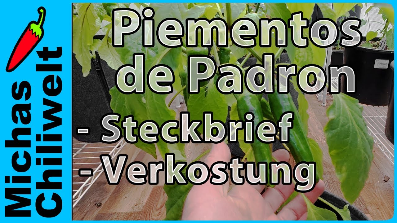 Piementos de Padron  | Steckbrief und Verkostung  |  Chili Sorten  |  Chilis