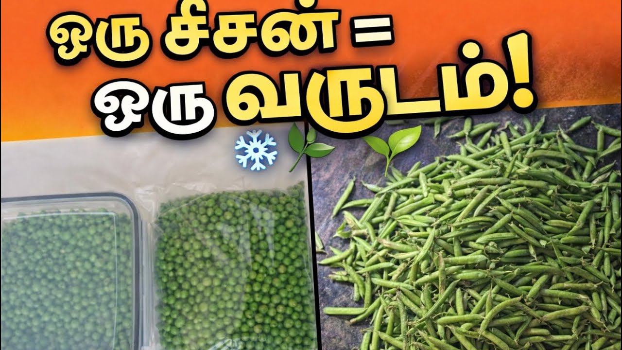 பச்சை