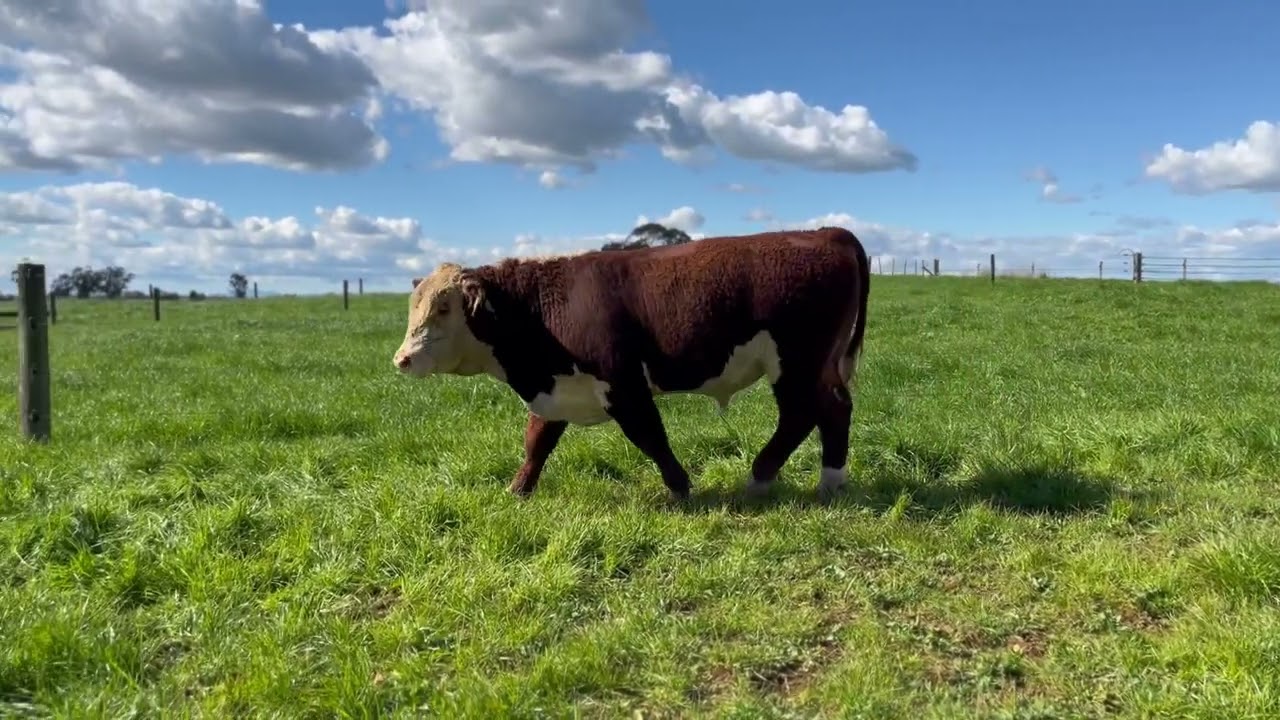 Lot 21 Craigmore Ike 24314 (2025 Bull sale)