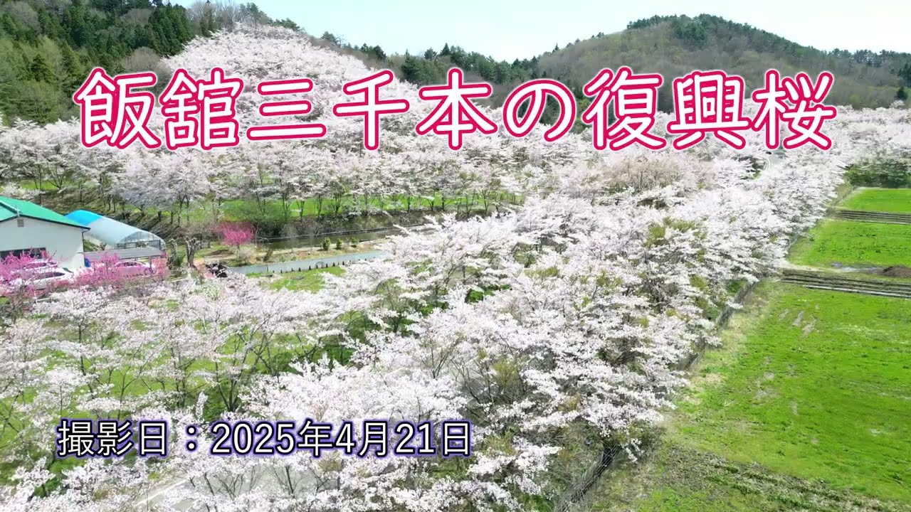 【ドローン撮影】飯舘三千本の復興桜（福島県飯舘村）