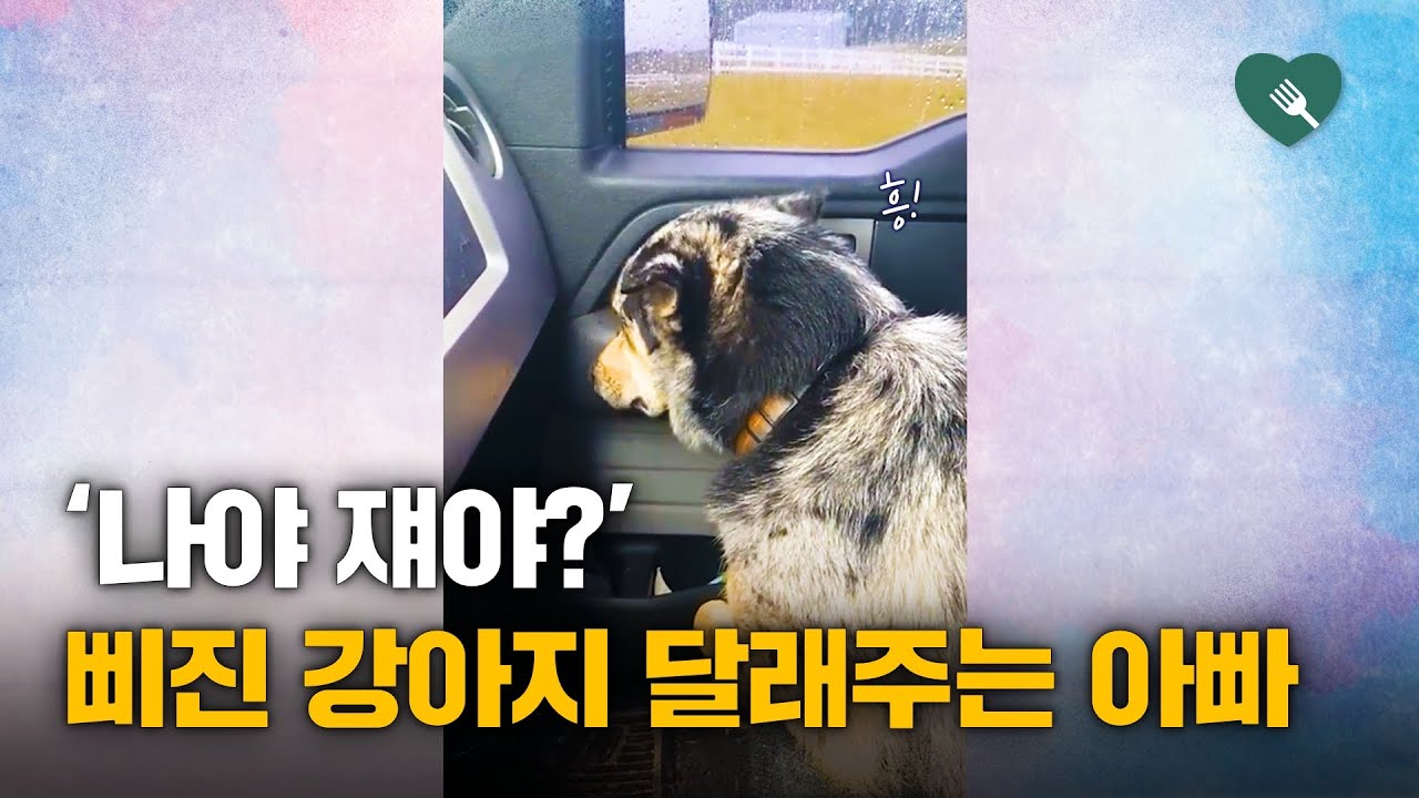 송아지 집에 데려오자...'질투폭발' 단단히 삐진 강아지