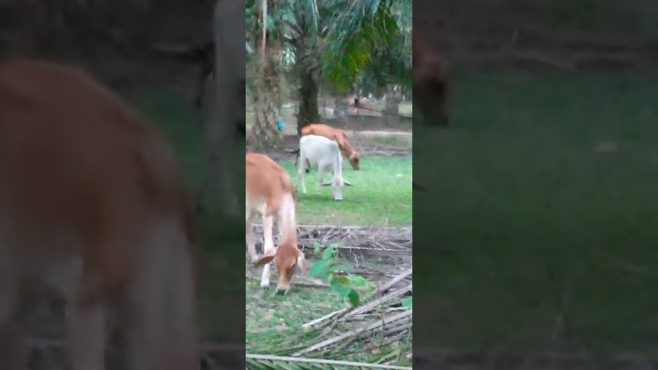 POV:140226 26syab1447H pembedahan firoid 600kg  sikeluarkan di beberapa buah hospital kerajaan 