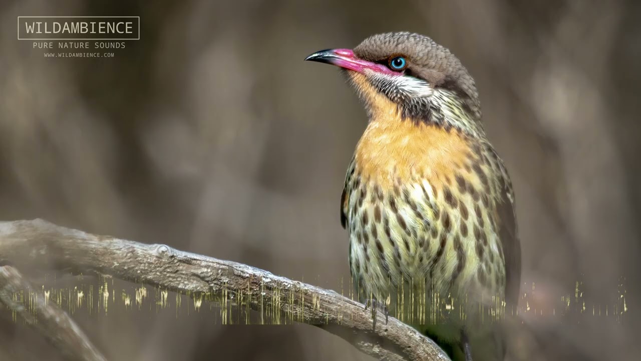 Spiny-cheeked Honeyeater Sounds - Liquid melodic song & unique chattering call
