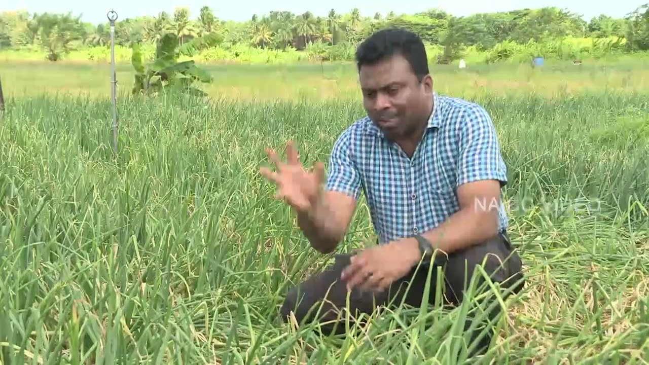 Govibimata ArunaluTVprogram 2021.10.03@6.30 p.m on Rupawahini ලොකු ලූණු වගාව සදහා බිංදු ජල සම්පාදනය