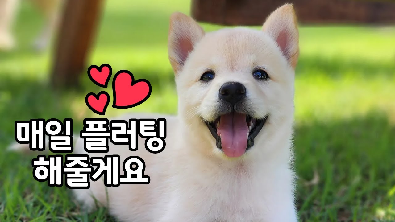 여우가 된 사절이