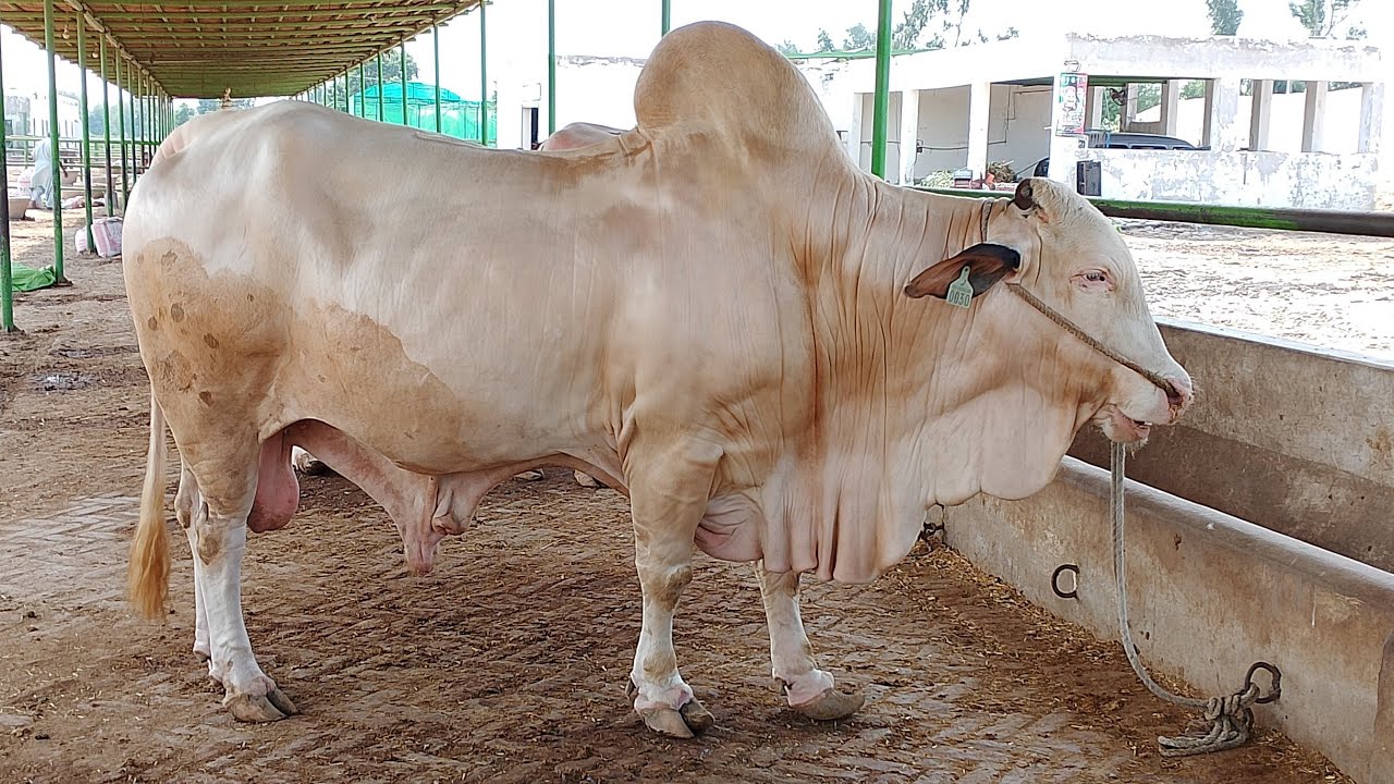 Noon in Cattle Farm | BullsVideos || Animobirds 360