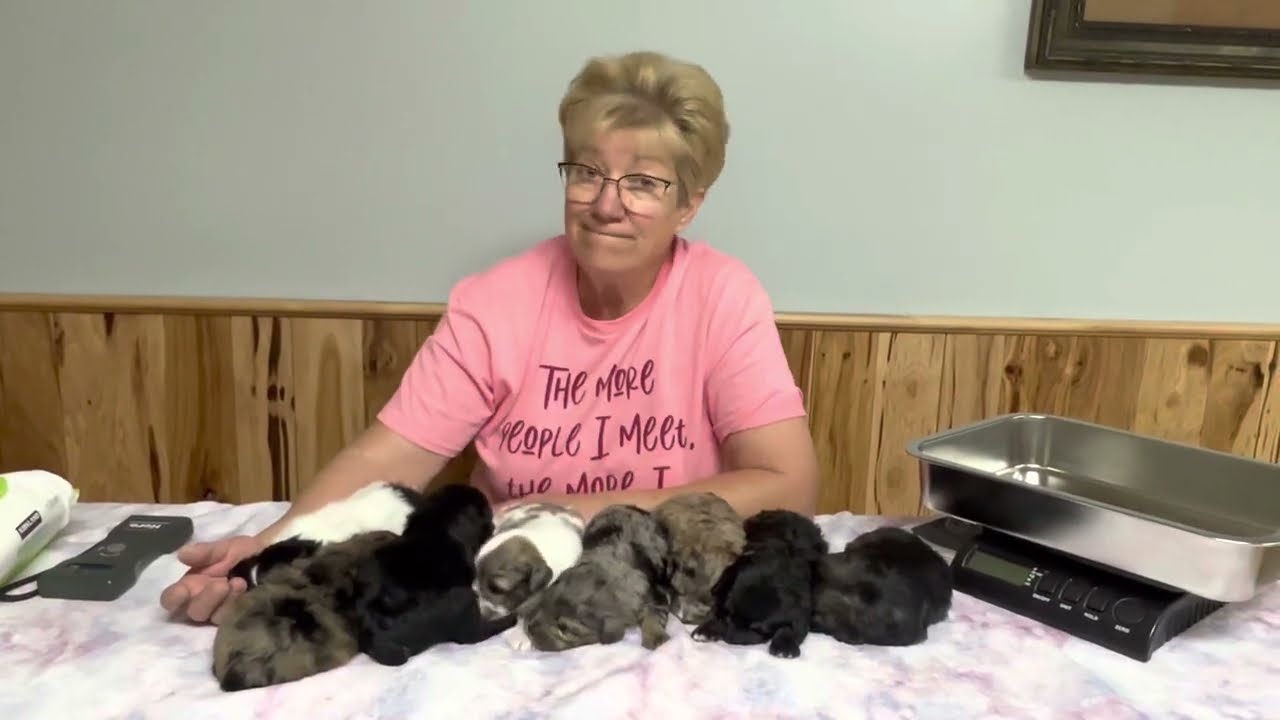 Rudy's Schnoodle Puppies  May 23, 2023