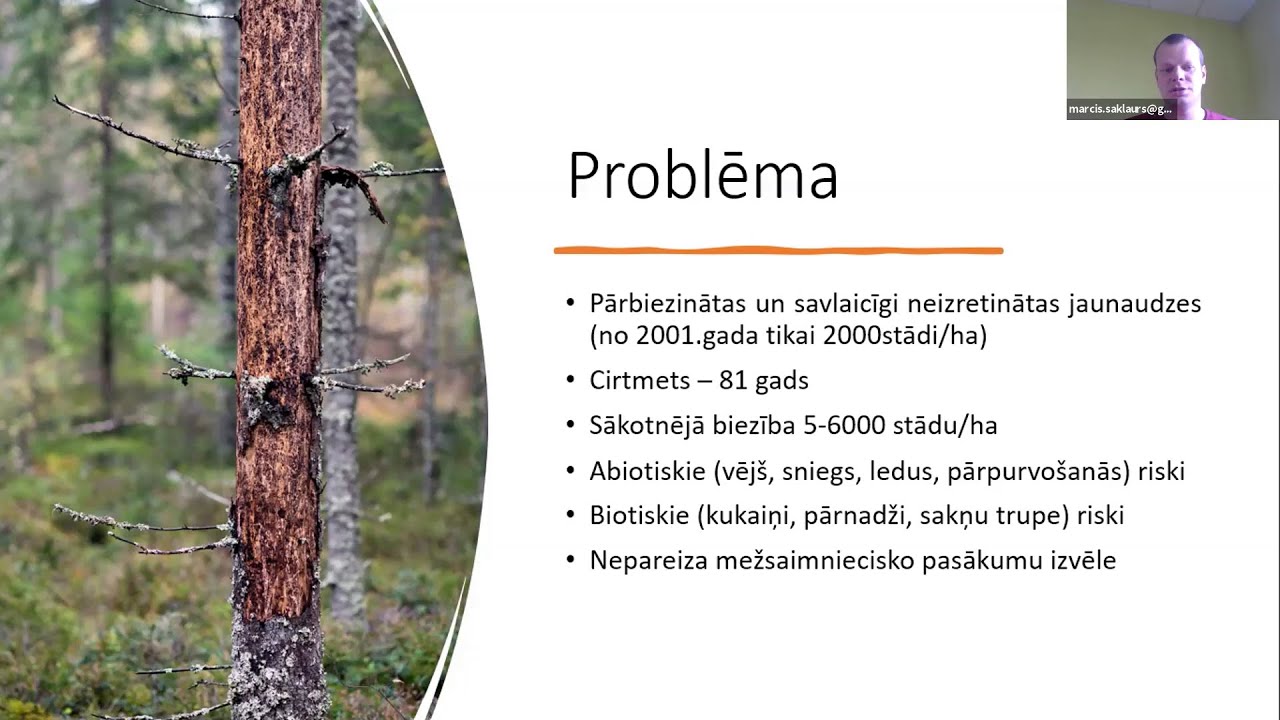 Vabole,kas apēd mežu - Mizgrauzis | MEŽSAIMNIEKS