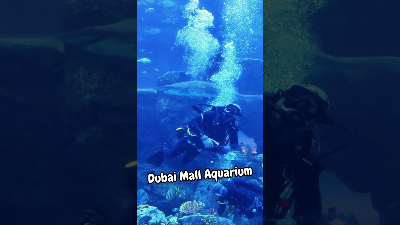 INSIDE of Dubai Mall Aquarium Tunnel
