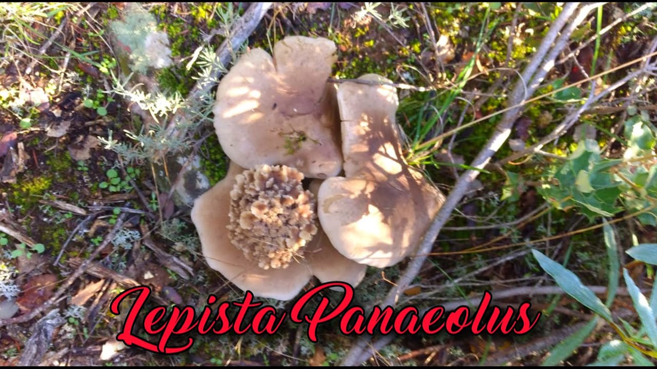 Lepista Panaeolus