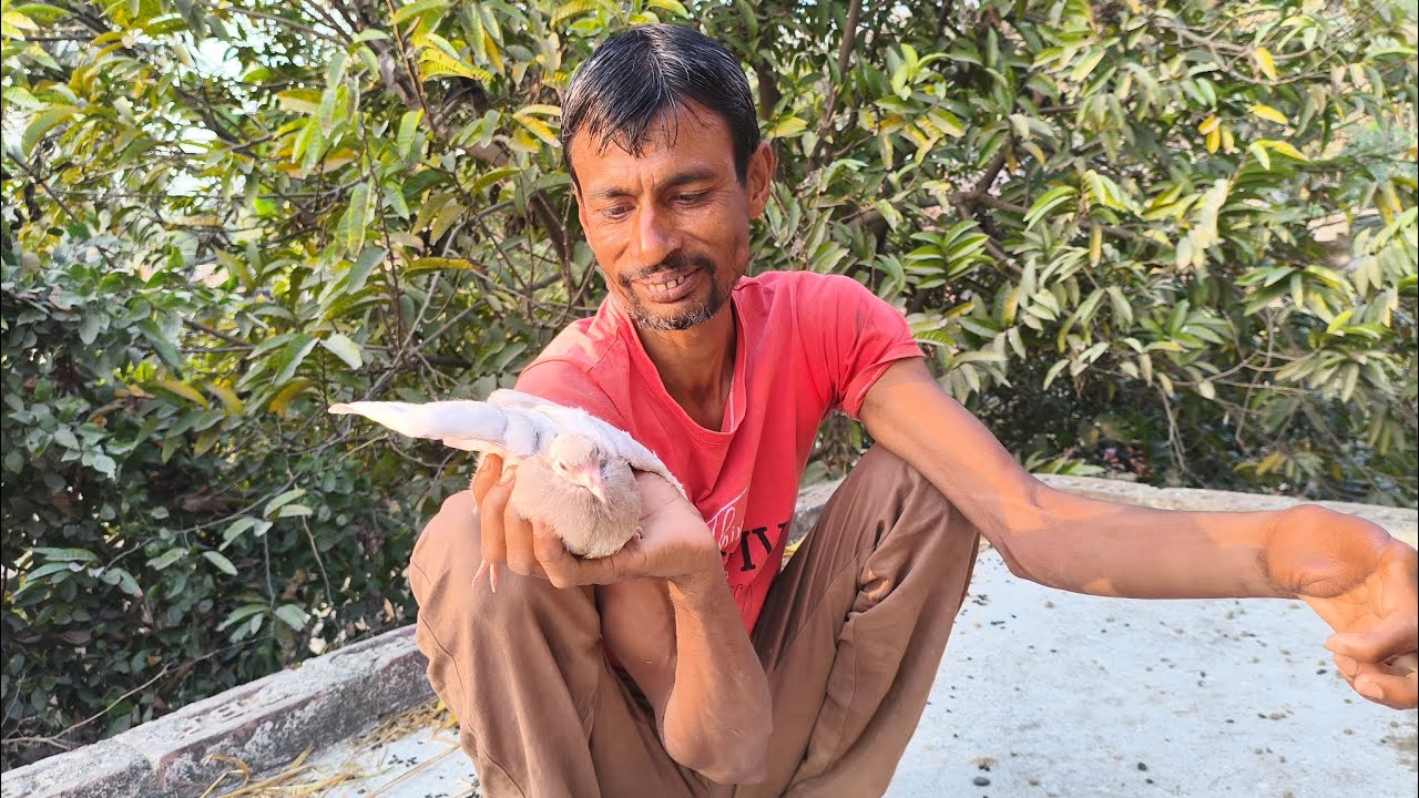 নিউ একটা ভিডিও নিয়ে চলে এসেছি পায়রার ইয়াসিন ভাইয়ের বাড়িতে