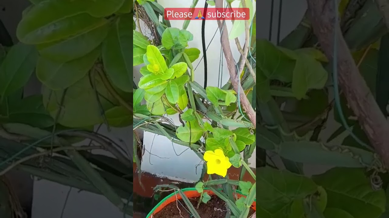 Terrace Garden Tour - Part 1: My Pets My Garden  🌿🏡 | YouTube Shorts