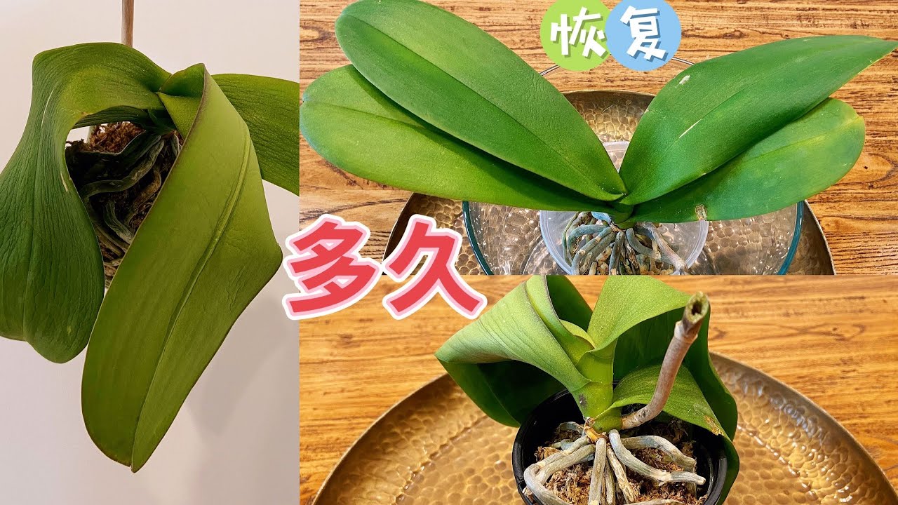 【23050】这棵蝴蝶兰干皱成这样，几天能救过来，抢救过程花了那些心思（静姐说花）