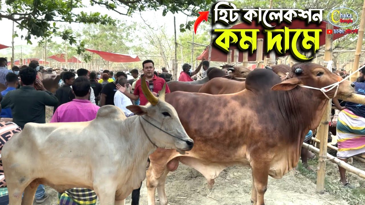ঈদুল ফিতরের আগে হযরতপুর হাটে বড় বড় গরু এসেছে দামেও কম! Qurbani cow price 2026