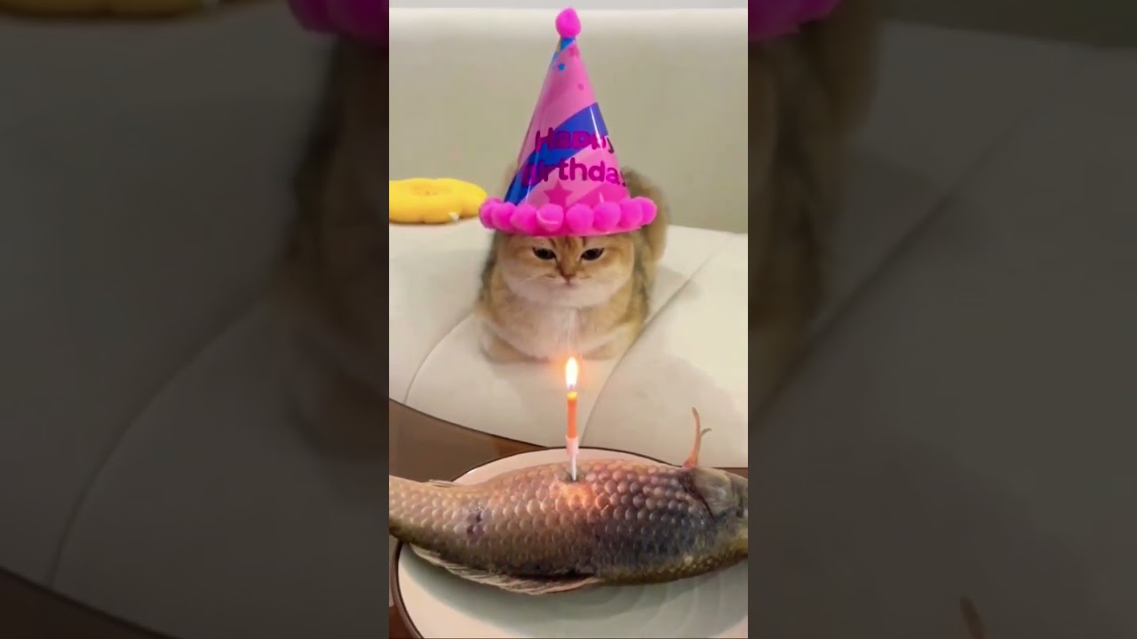 Cute Cat celebrate his birthday with fish😬 #shorts #viralshorts #shortvideo #short #viralvideo