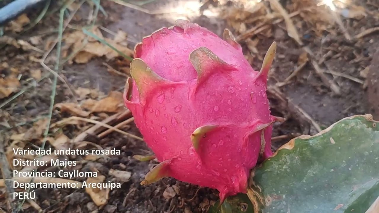 Pitahaya Rosada