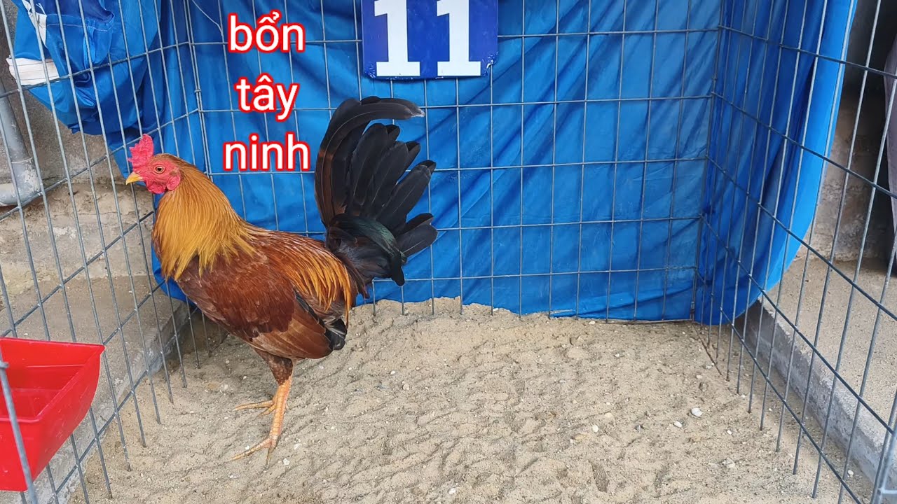 Bổn tây ninh,anh em xem tham khảo, trại gà sang tây ninh 