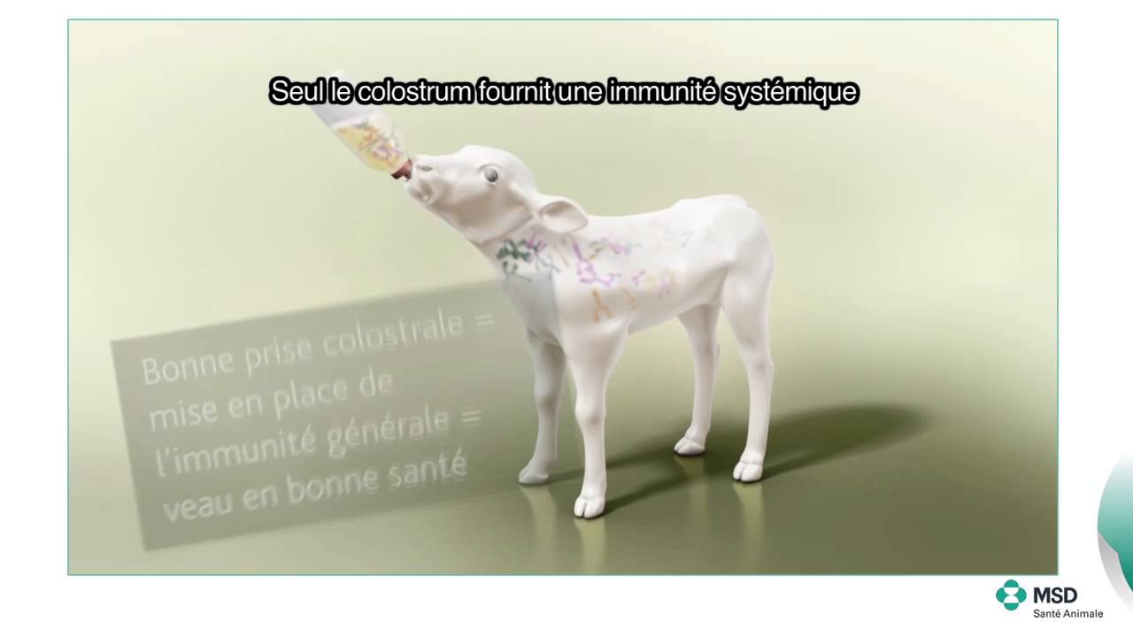 Gestion du colostrum