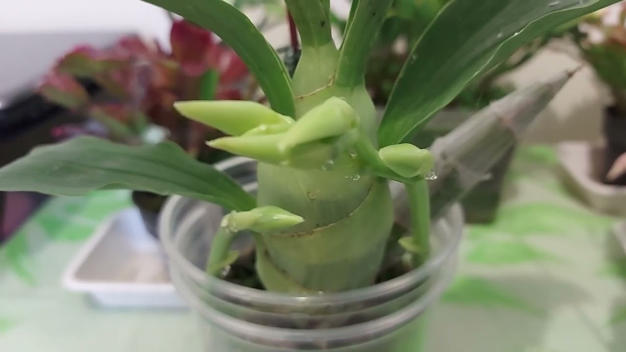 天鹅兰和飘唇兰开始长花苞了 Cycnodes  and Catasetum have started to grow flower buds