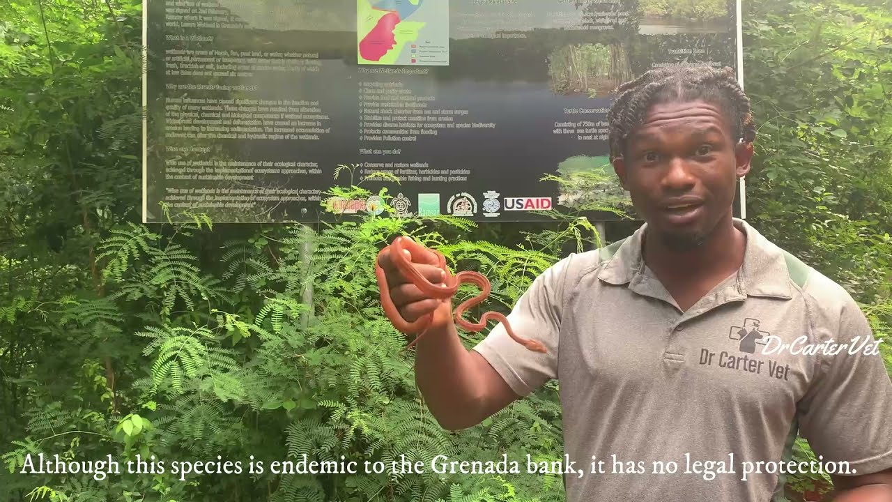 Grenada Bank Tree Boa | Rescue & Relocation | Levera National Park #mangrove #snake  #wildlife