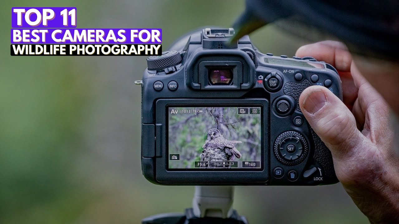 Top 11 Best Cameras for Wildlife Photography in 2026 🦁📷 (Fast & Sharp Picks)