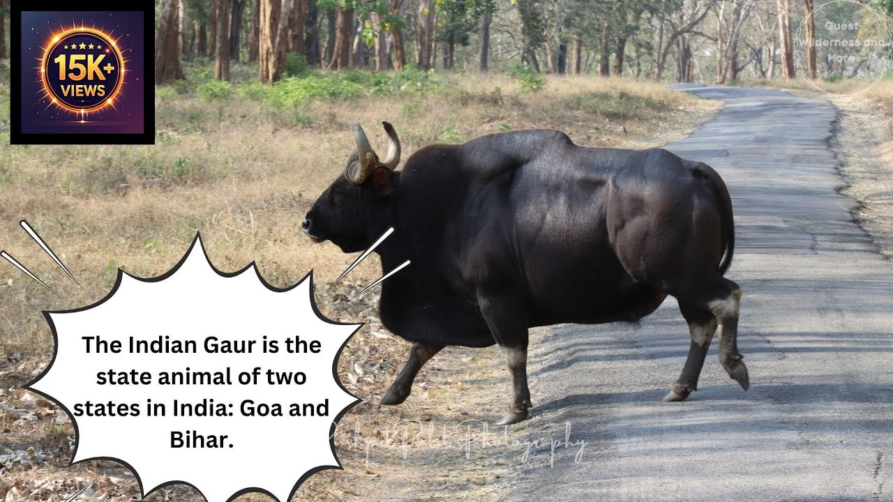 Let's unravel the mysteries of Indian Guar! #gaur #indianbison #jungle #bull #quest