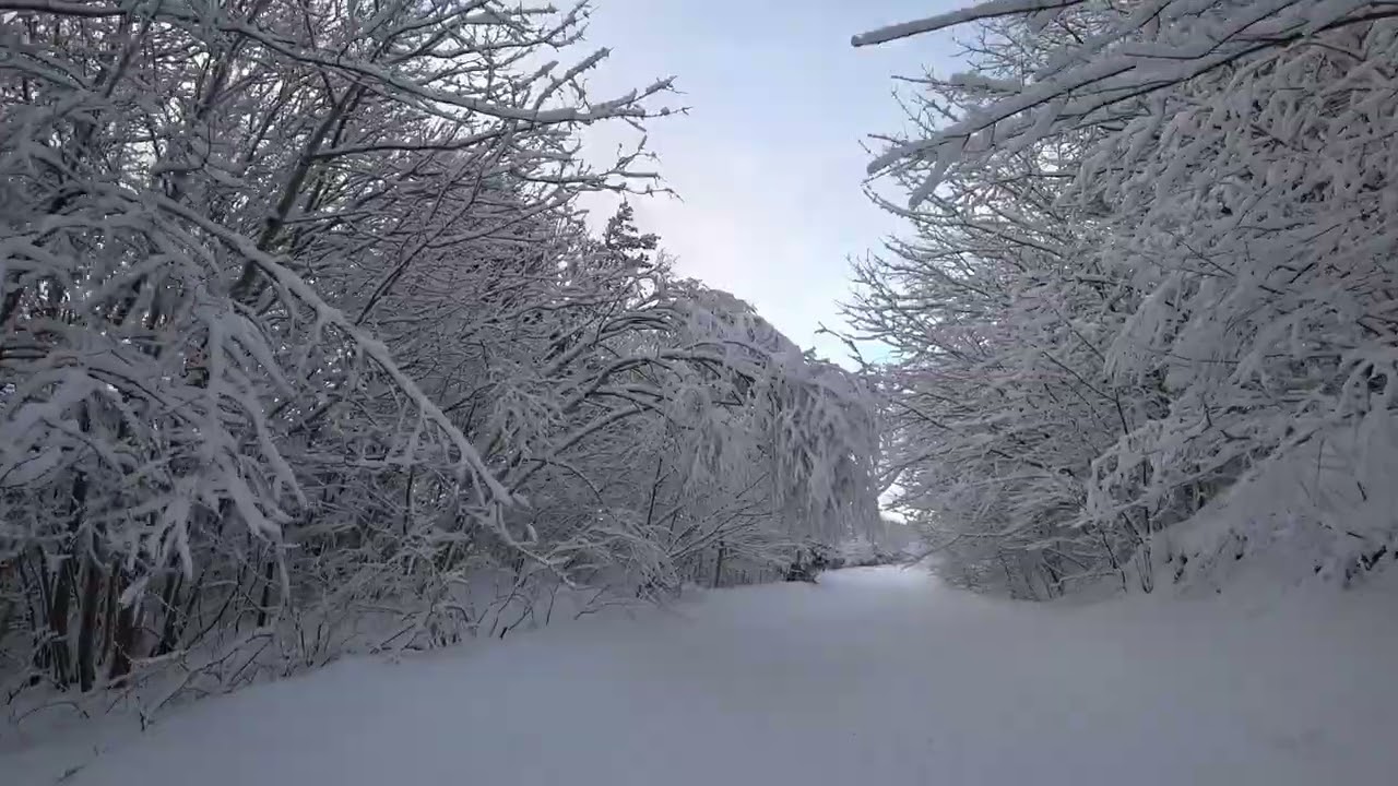 Nova Scotia snow walk