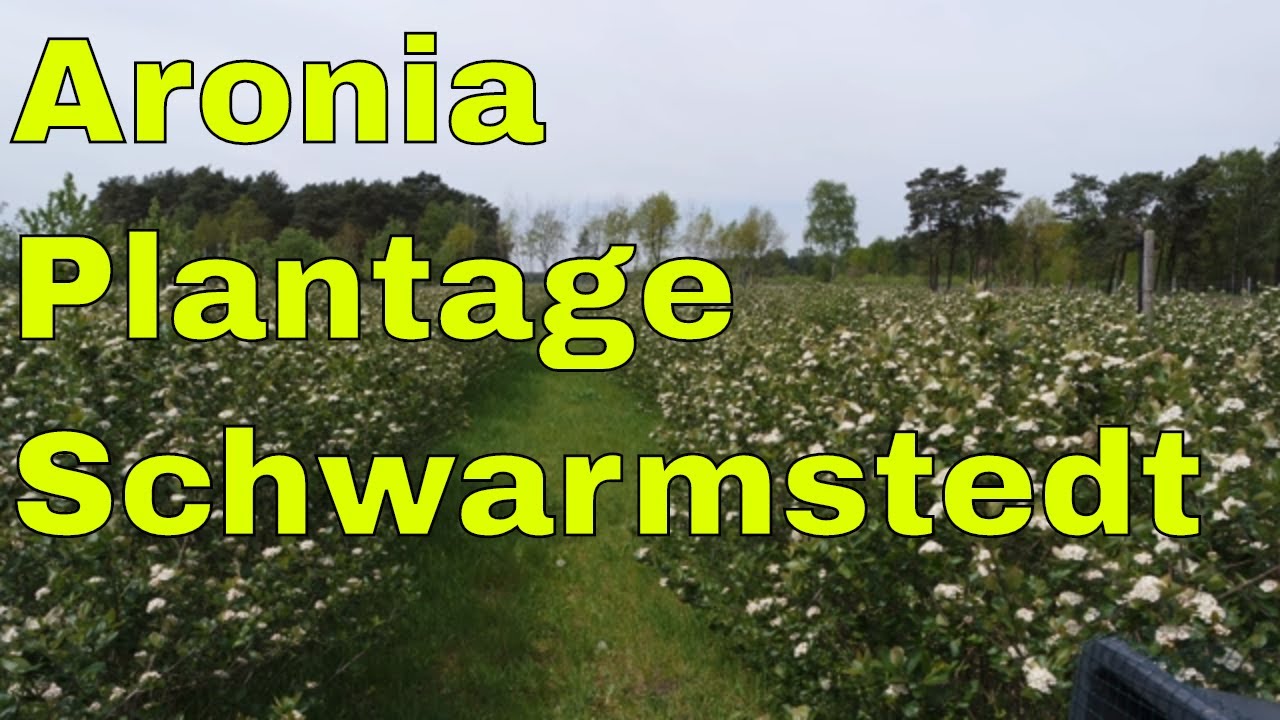 Aronia Plantage Schwarmstedt Heide Aronia Plantage Lüneburger Heide