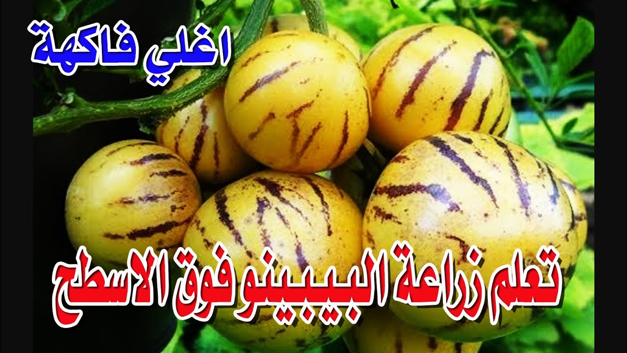 احترف زراعة البيبينو فوق الاسطح بكل خطواتها مع المهندس عبدالرحمن شحاتة ملك زراعة الاسطح