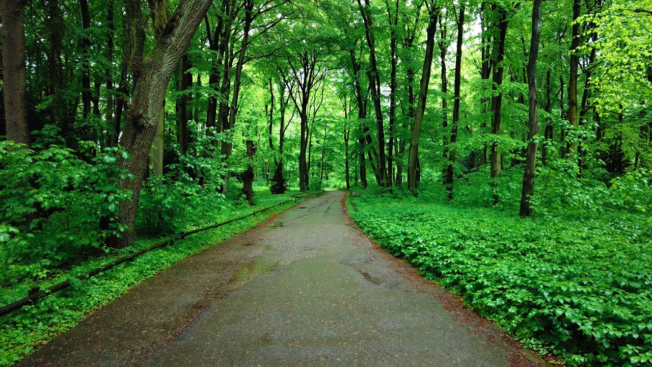 Walking in the Rain in a Forest | Binaural Forest ASMR for Sleep and Relax
