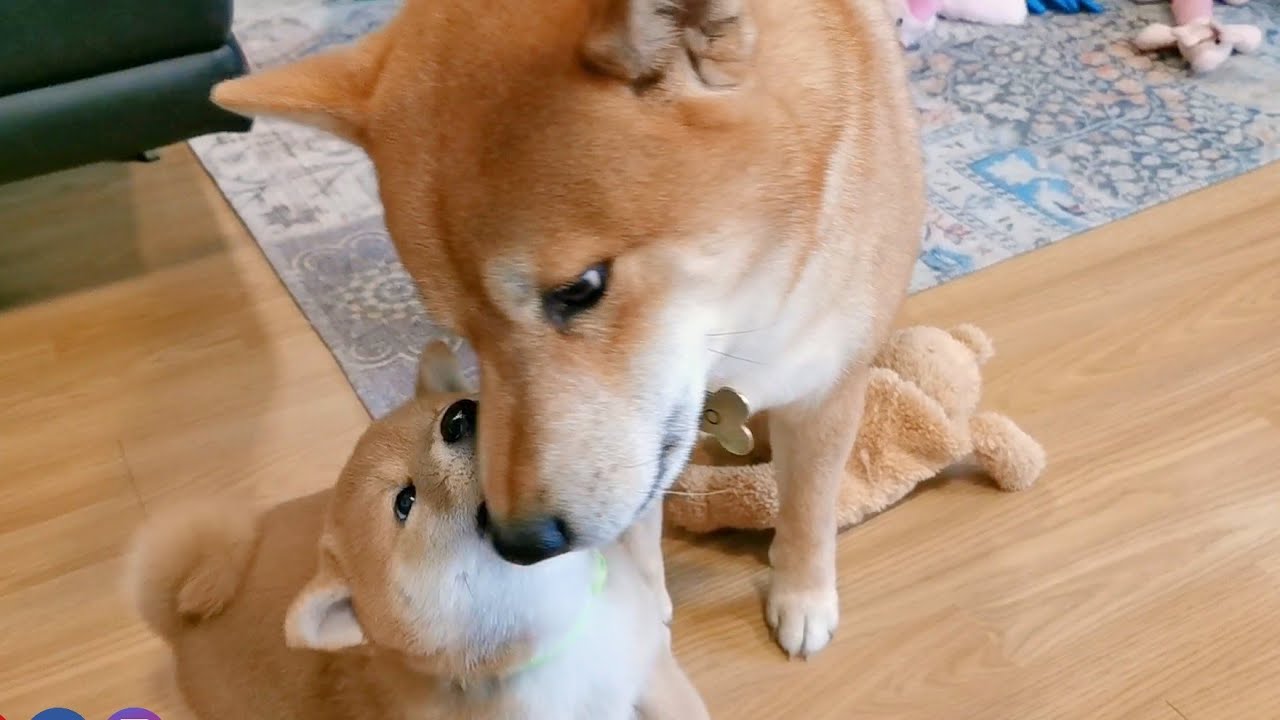 Puppy Kisses His Dad on Every Occasion Possible [CUTEST REACTION]
