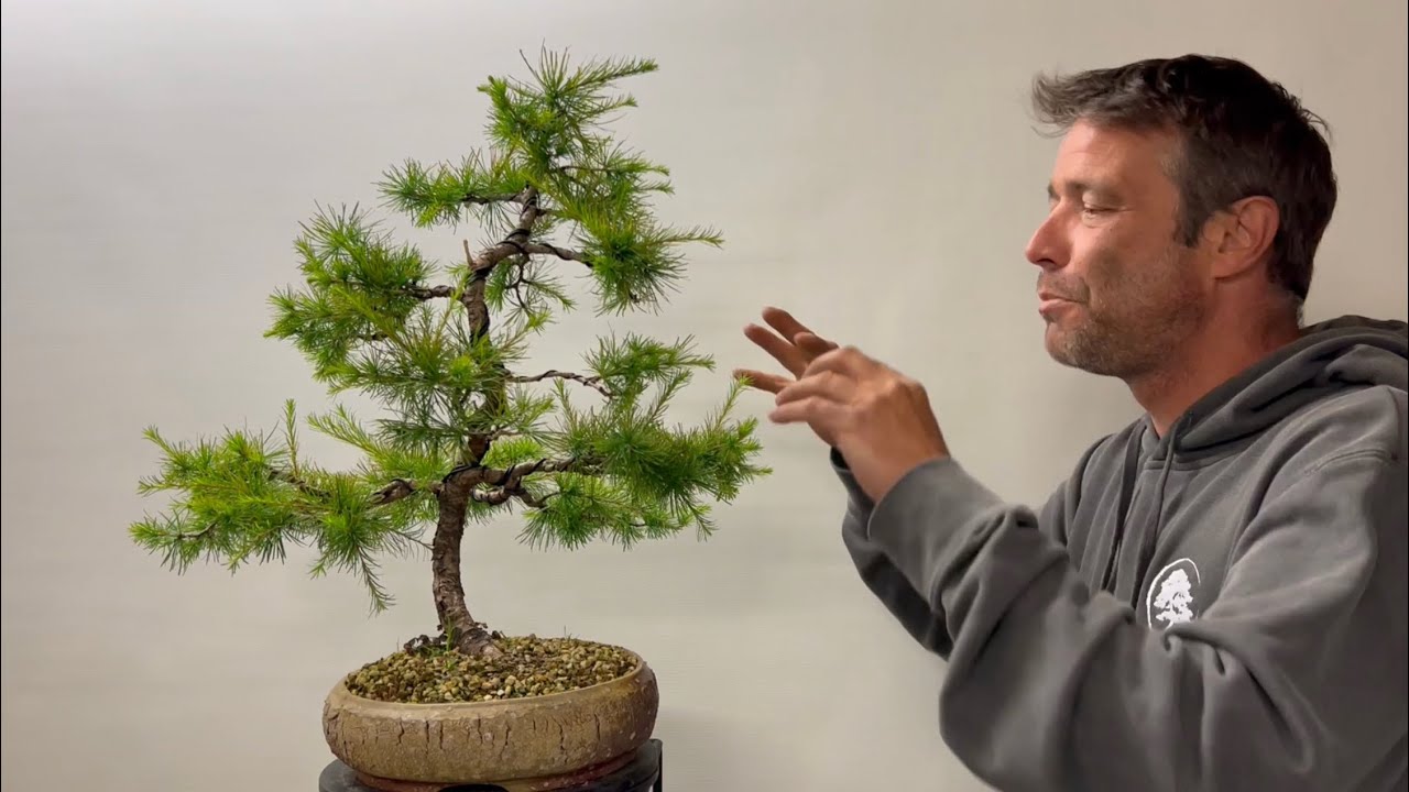 🇮🇹 Bonsai Larix Kaempferi Update